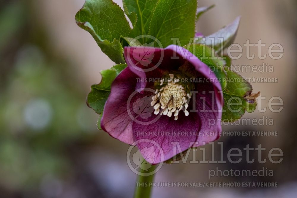 Helleborus Grape Galaxy (Lenten Rose) 1