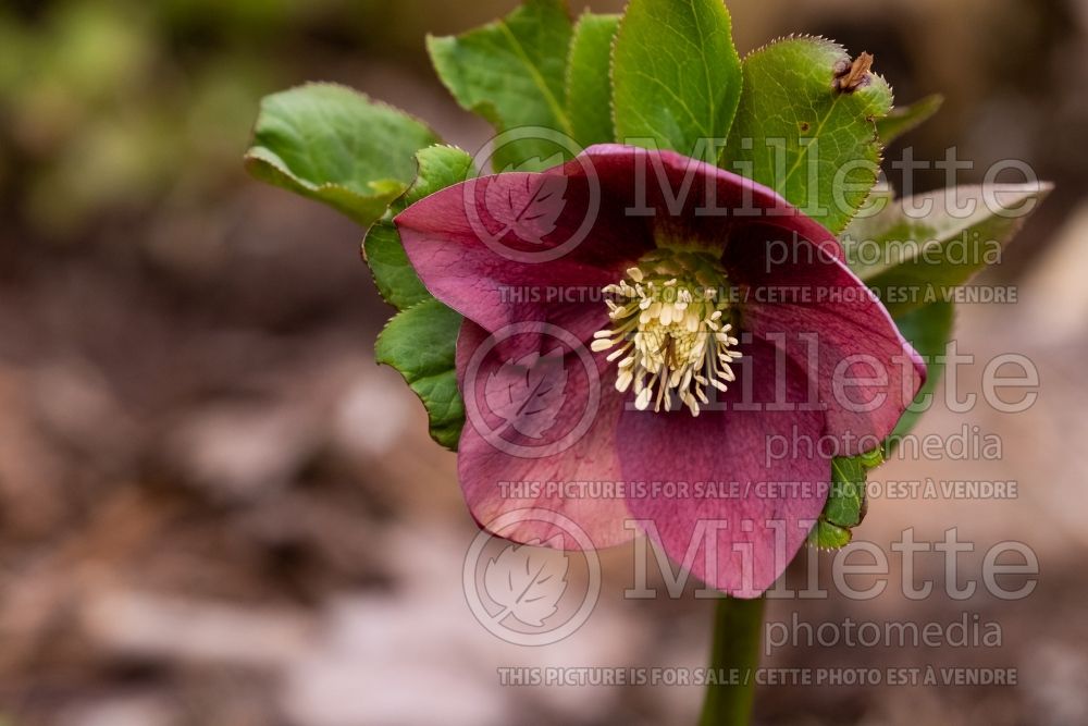 Helleborus Grape Galaxy (Lenten Rose) 2