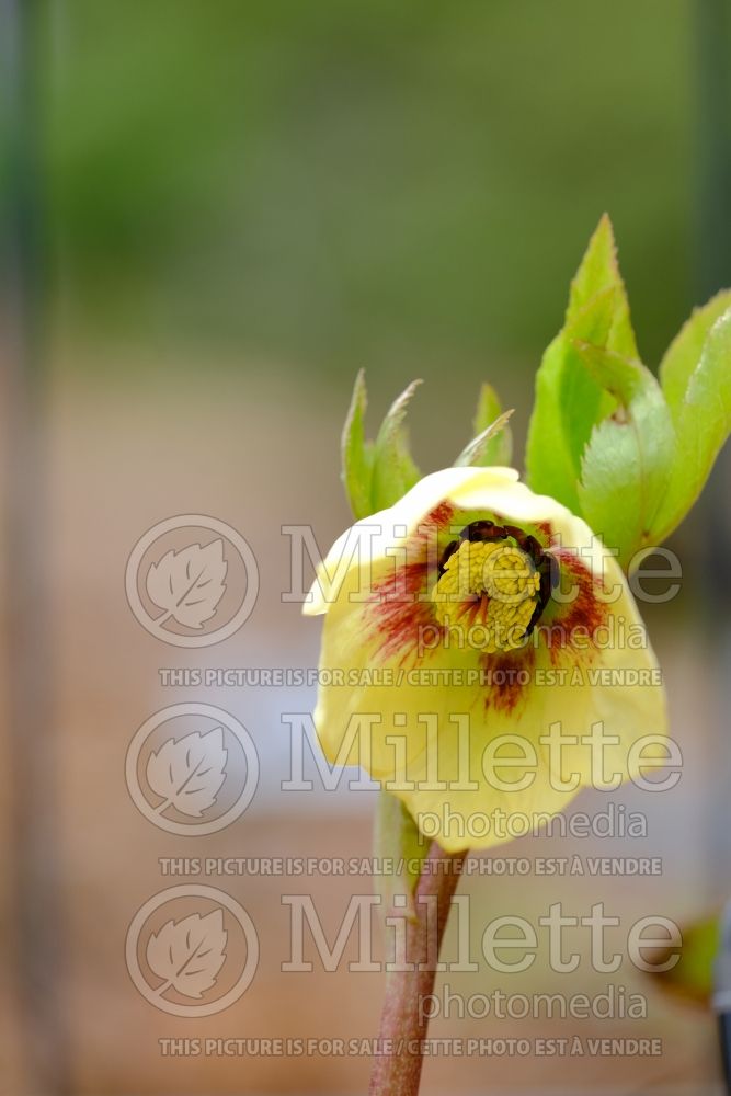 Helleborus Honeymoon Spanish Flare (Lenten Rose) 1