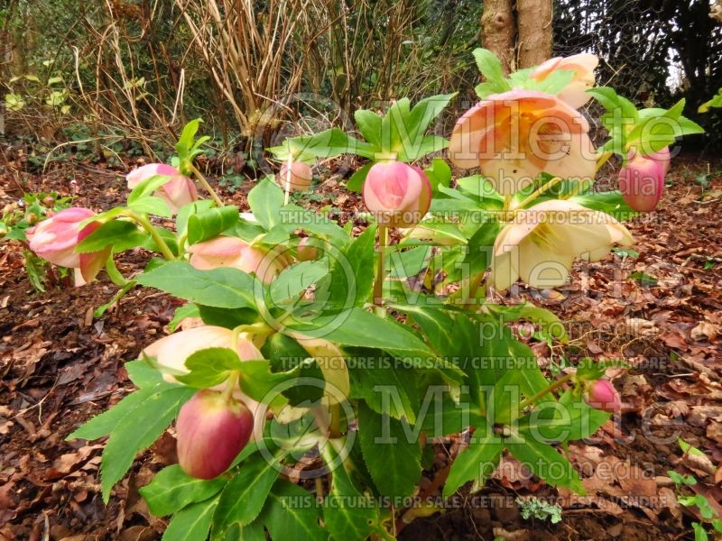 Helleborus Apricot Blush (Lenten Rose) 5