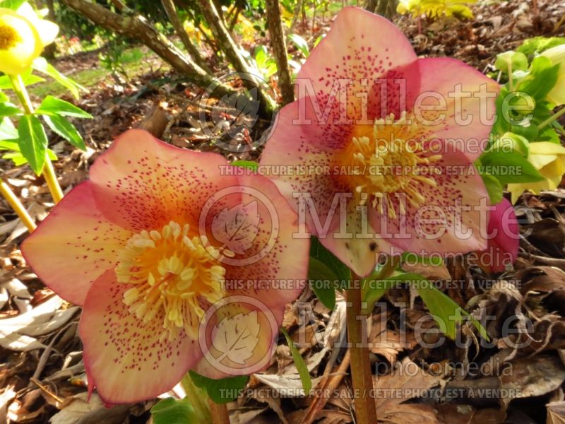 Helleborus Apricot Blush (Lenten Rose) 1