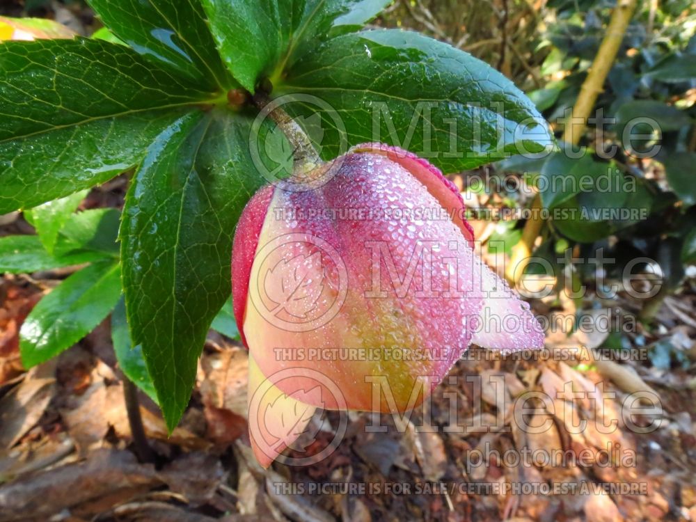 Helleborus Apricot Blush (Lenten Rose) 4