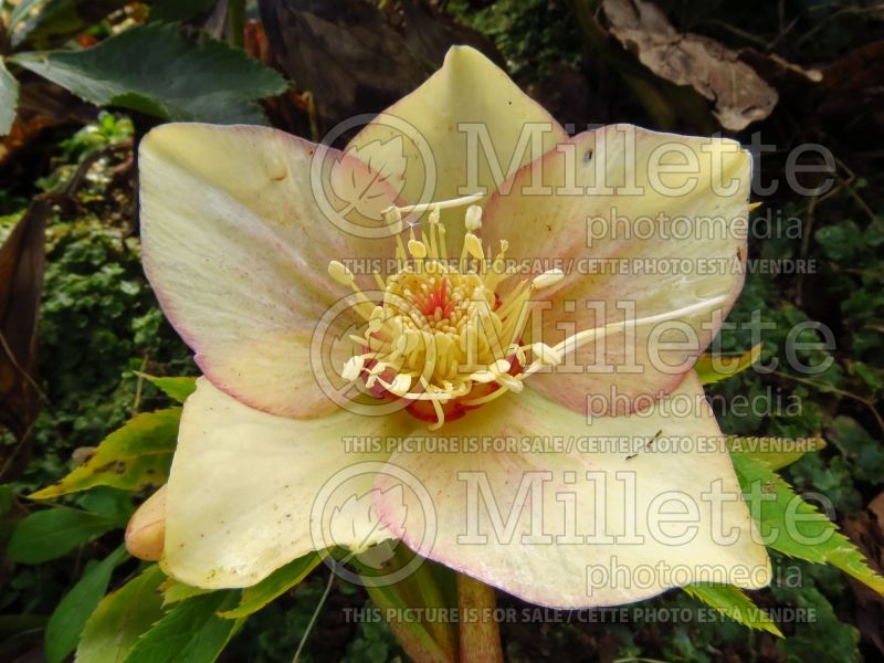 Helleborus Ashwood Daybreak Shades (Lenten Rose)  1