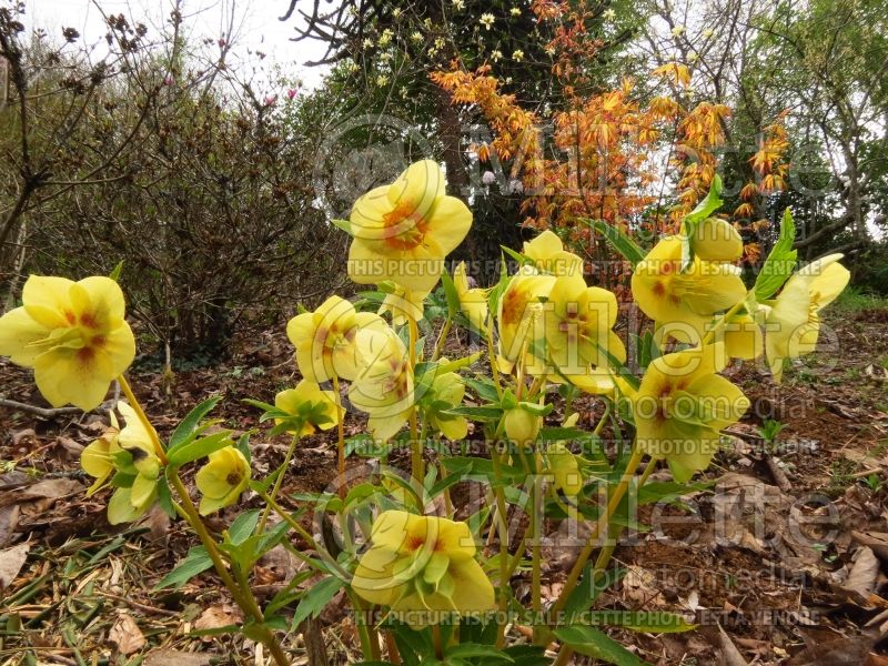 Helleborus Ashwood Goldfinch (Lenten Rose) 1