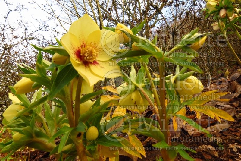 Helleborus Ashwood Goldfinch (Lenten Rose) 2