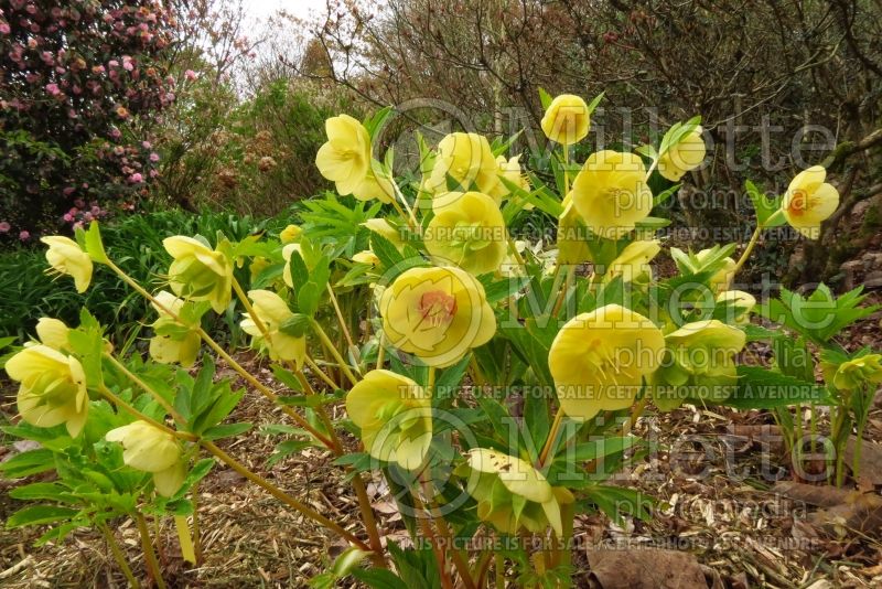 Helleborus Ashwood Yellow Hammer (Lenten Rose) 3