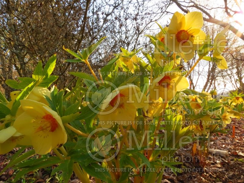 Helleborus Ashwood Yellow Hammer (Lenten Rose) 4