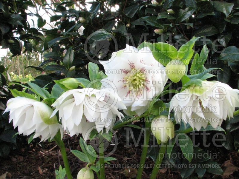 Helleborus Cinderella (Lenten Rose) 1