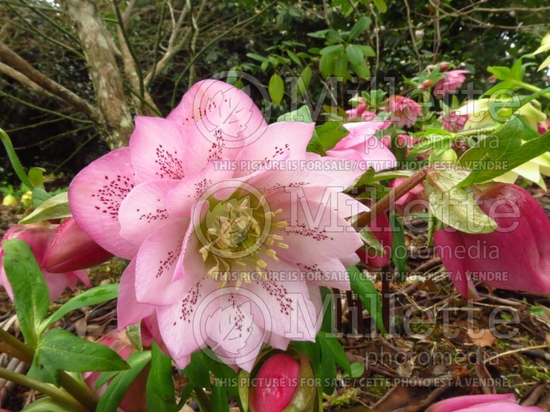 Helleborus Cotton Candy (Lenten Rose) 1