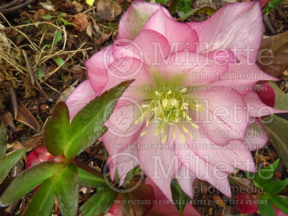 Helleborus Cotton Candy (Lenten Rose) 2