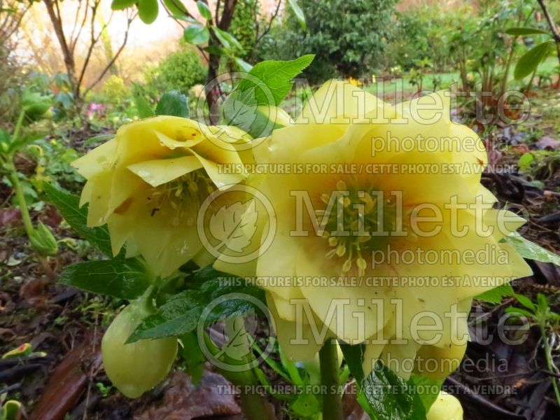 Helleborus Winter Jewels Golden Lotus (Lenten Rose) 6