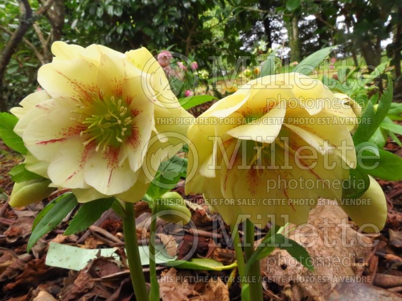 Helleborus Winter Jewels Golden Lotus (Lenten Rose) 4