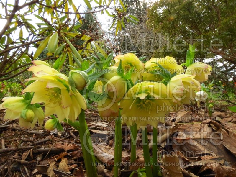 Helleborus Winter Jewels Golden Lotus (Lenten Rose) 5