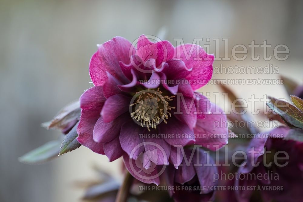 Helleborus Kingston Cardinal (Lenten Rose) 3