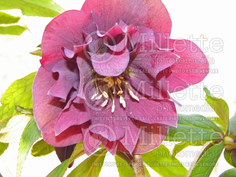 Helleborus Kingston Cardinal (Lenten Rose) 1