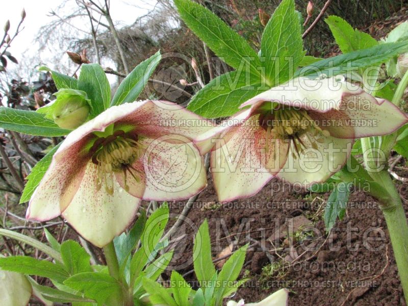 Helleborus Winter Thriller Mango Magic (Lenten Rose) 1