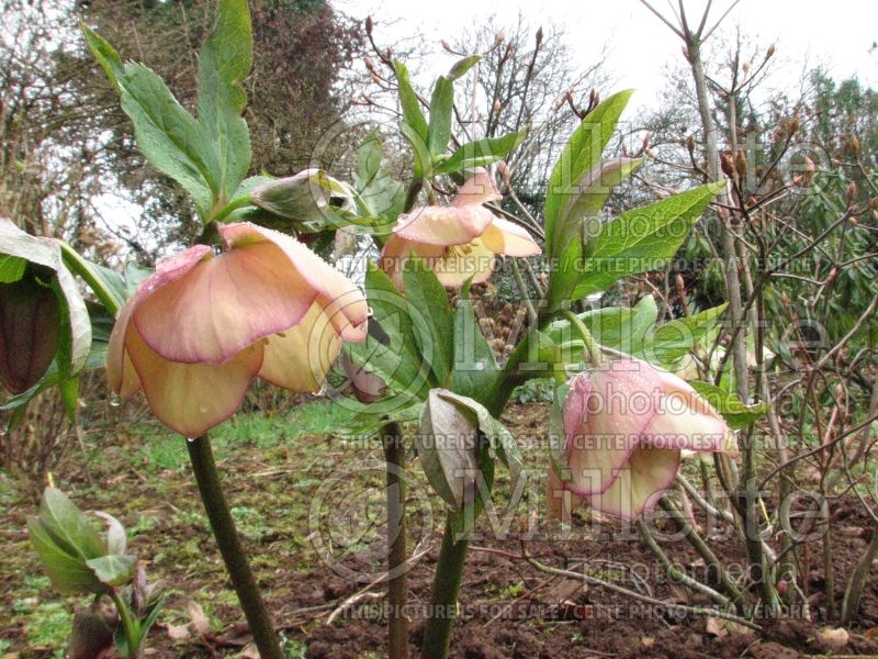 Helleborus Winter Thriller Mango Magic (Lenten Rose) 2