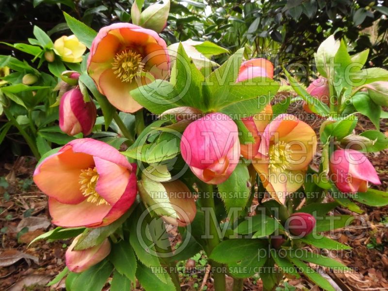 Helleborus Winter Thriller Mango Magic (Lenten Rose) 3