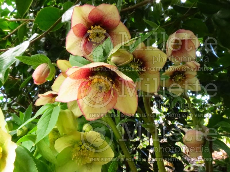 Helleborus Winter Thriller Mango Magic (Lenten Rose) 4