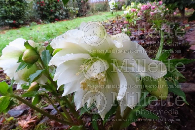 Helleborus Mme Betty Ranicar aka Mrs Betty Ranicar (Lenten Rose) 1