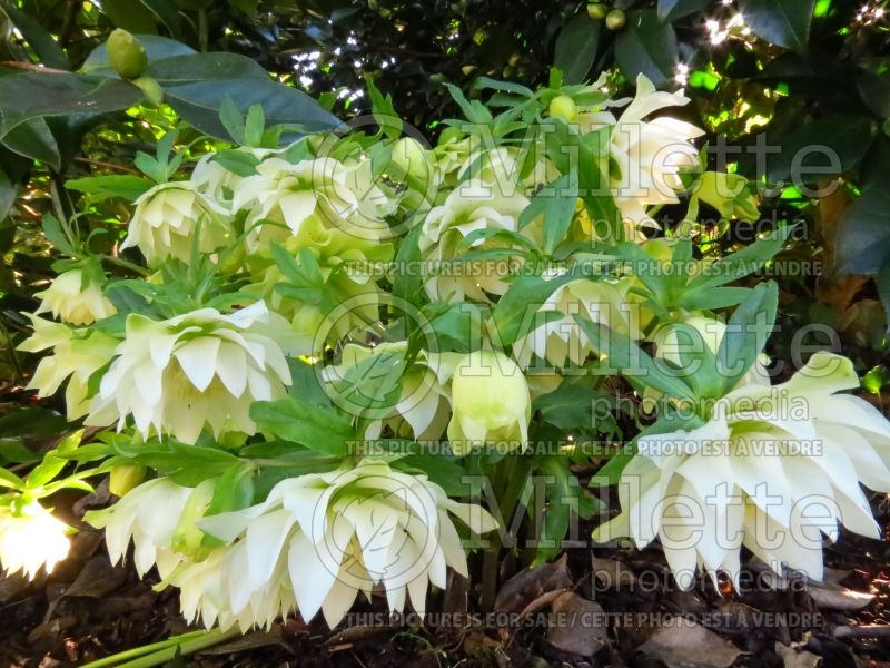 Helleborus Mme Betty Ranicar aka Mrs Betty Ranicar (Lenten Rose) 2