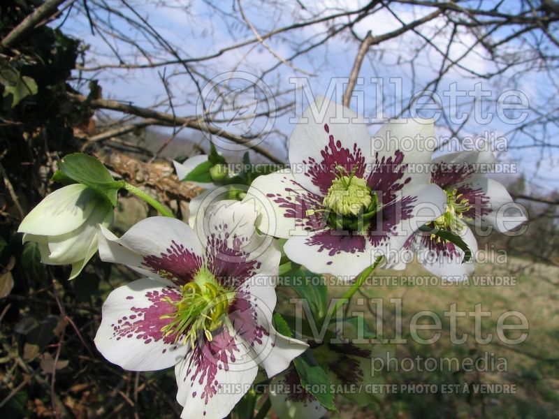 Helleborus Painted Strain (Lenten Rose) 1