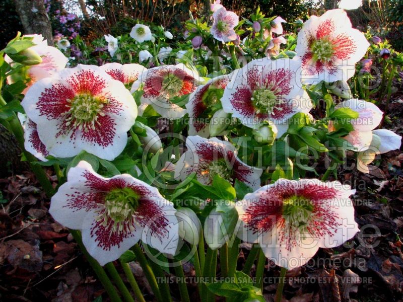 Helleborus Painted Strain (Lenten Rose) 2