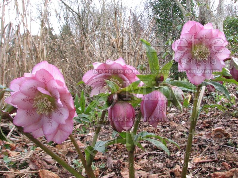 Helleborus Winter Dreams Phoebe (Lenten Rose) 3