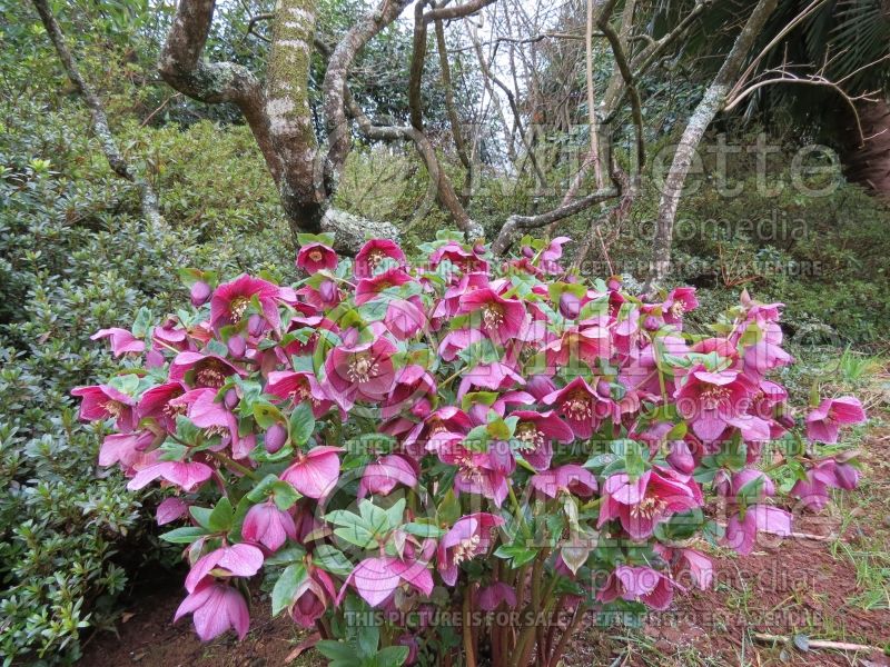 Helleborus Red Lady (Lenten Rose) 4