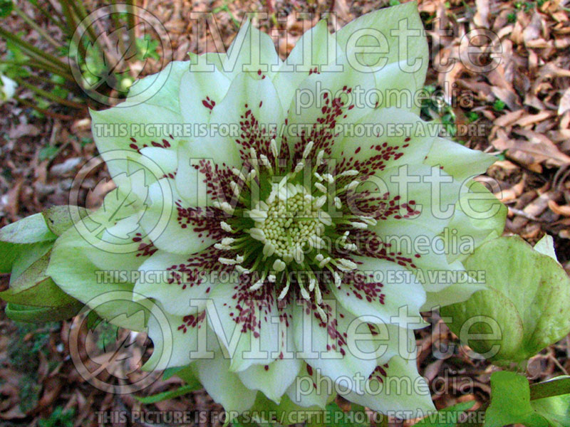 Helleborus Swirling Skirts aka Swirlin’ Skirts (Lenten Rose) 5