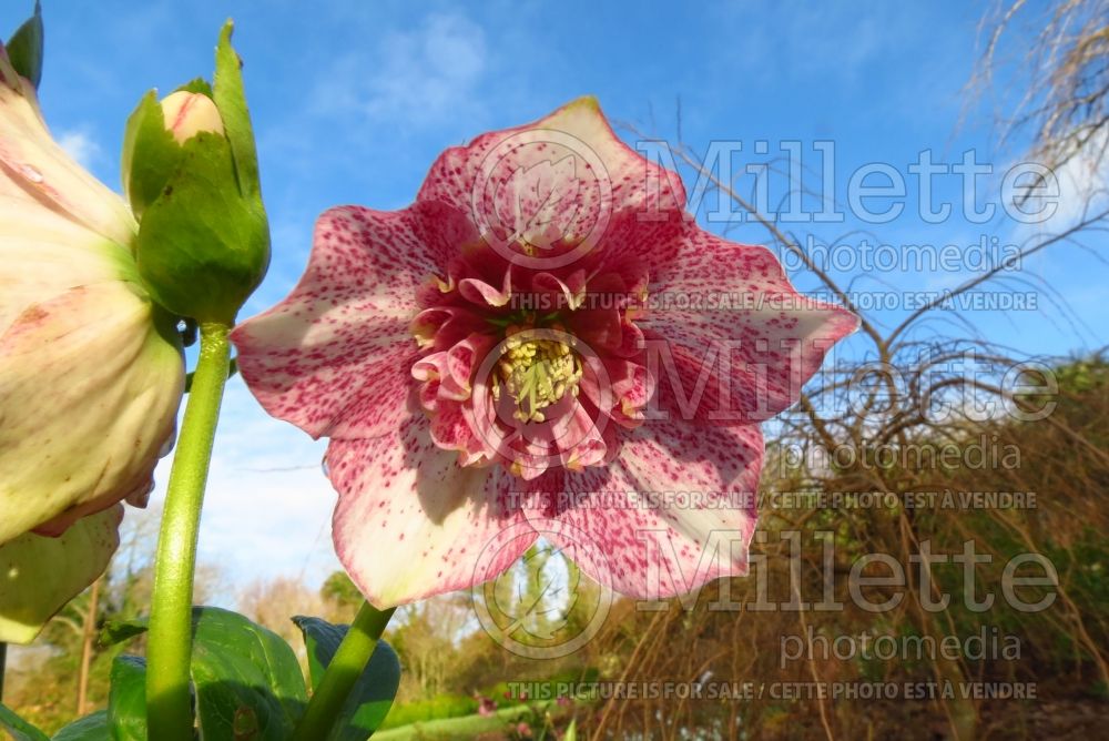 Helleborus Frostkiss Tutu (Lenten Rose) 3