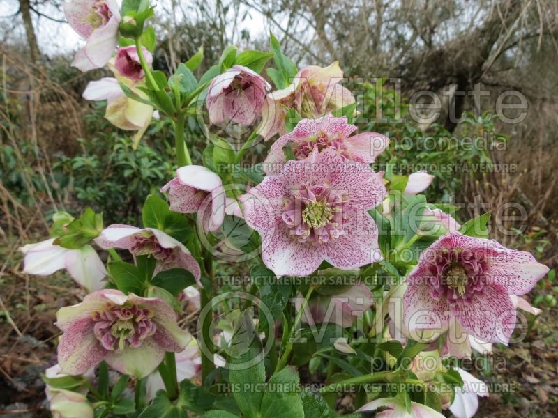 Helleborus Frostkiss Tutu (Lenten Rose) 4