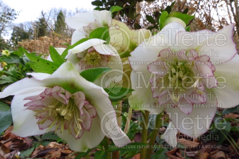 Helleborus White Pearl (Lenten Rose) 2