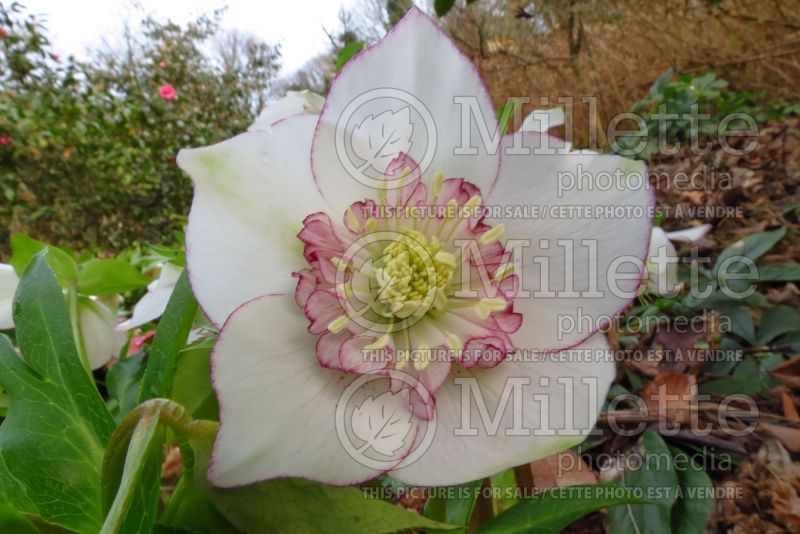 Helleborus White Pearl (Lenten Rose) 3