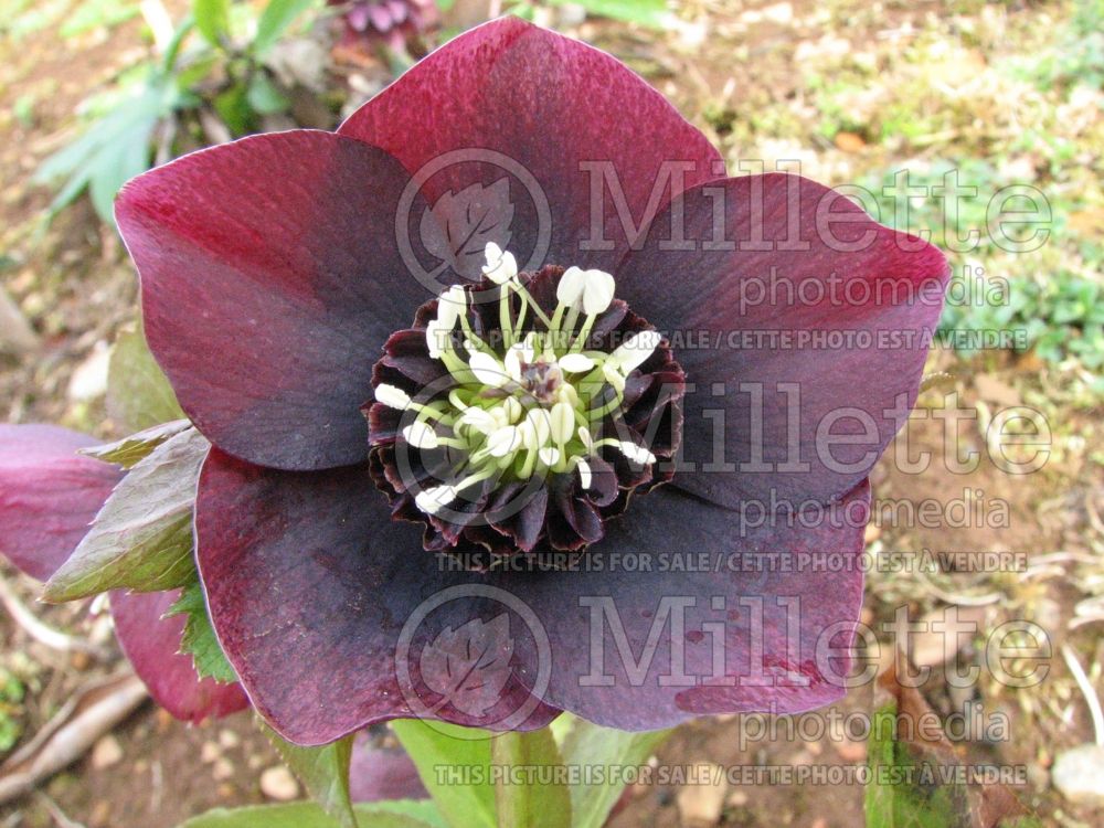 Helleborus Winter Jewels Amethyst Glow (Lenten Rose) 1