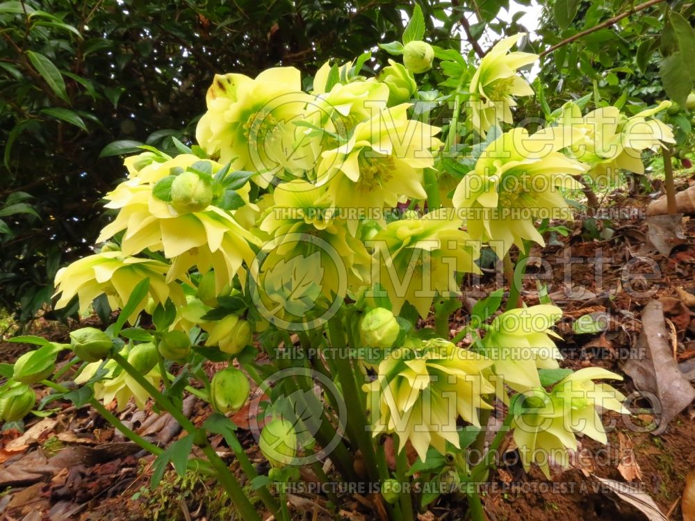 Helleborus Winter Jewels Golden Lotus (Lenten Rose) 3