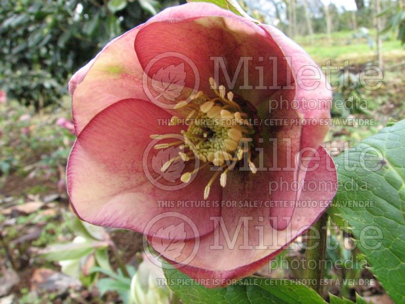 Helleborus Winter Thriller Mango Magic (Lenten Rose) 6