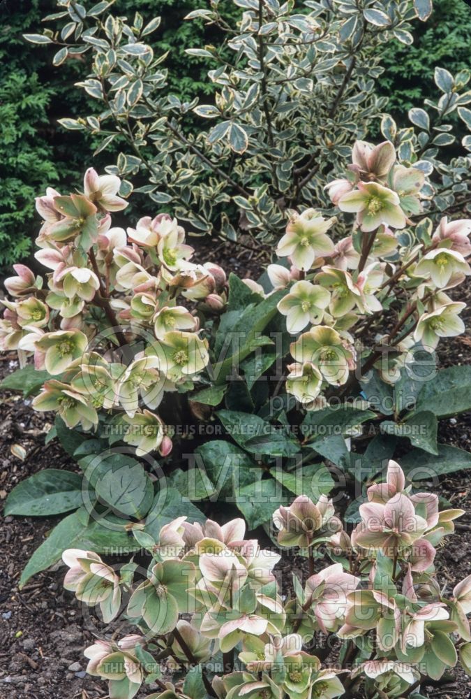 Helleborus Ivory Prince or Walhelivor (Lenten Rose) 7