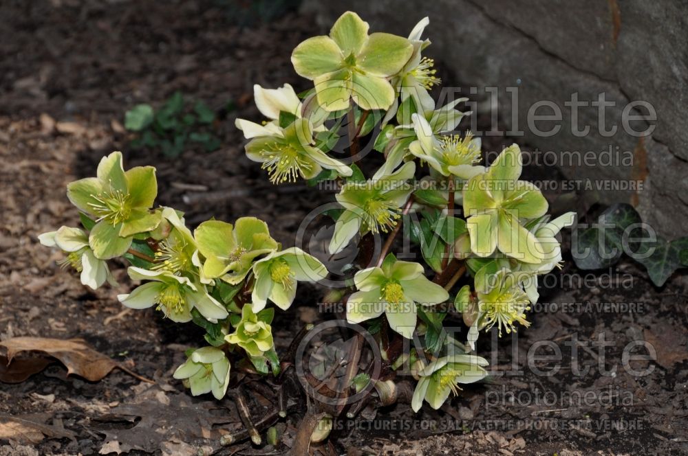 Helleborus Ivory Prince or Walhelivor (Lenten Rose) 5