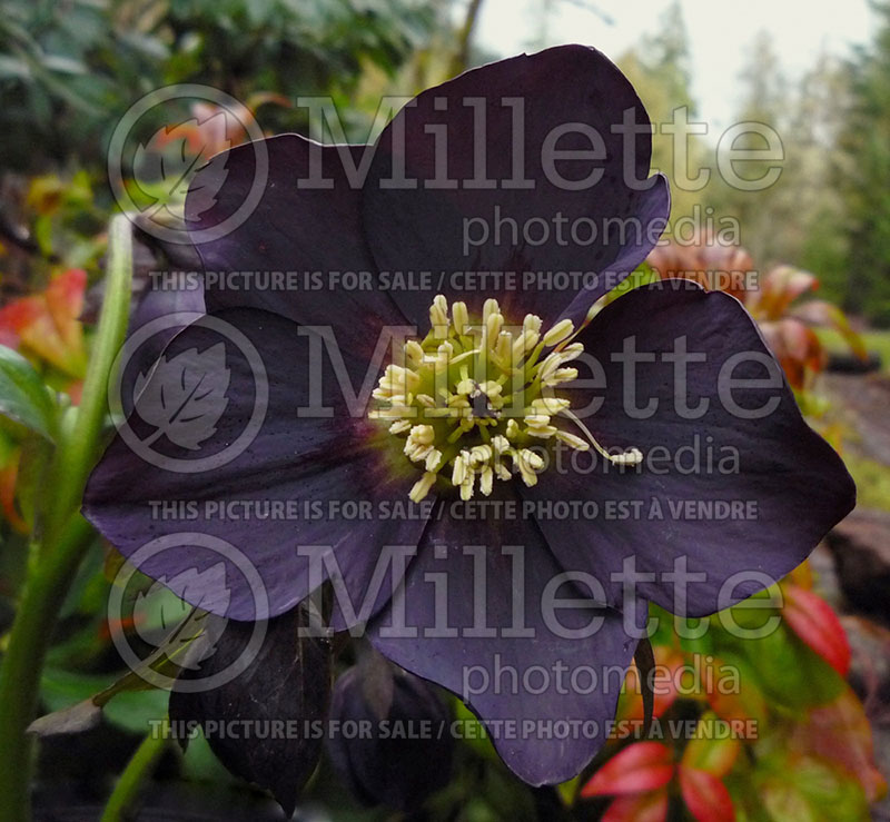 Helleborus Mardi Gras Black (Lenten Rose)  1