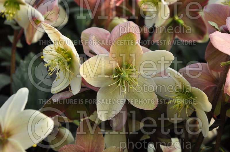 Helleborus Candy Love (Lenten Rose) 1