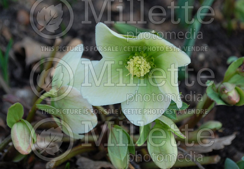 Helleborus Valentine Green (Lenten Rose) 1