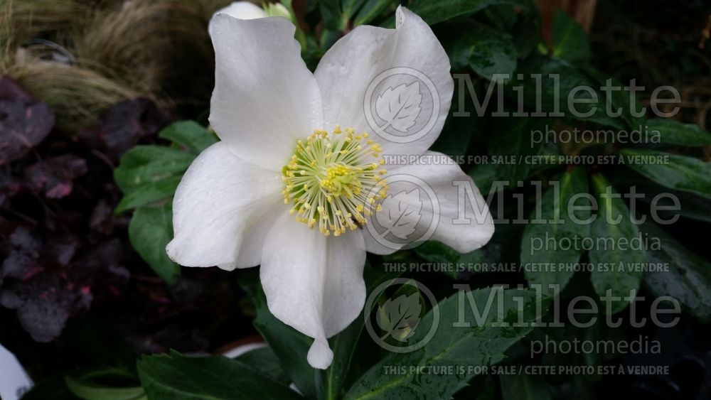 Helleborus HGC Jacob Royal (Lenten Rose) 2 