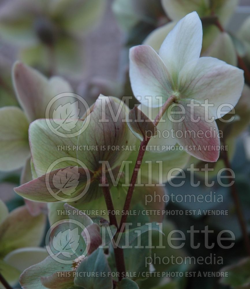 Helleborus Ivory Prince or Walhelivor (Lenten Rose) 8