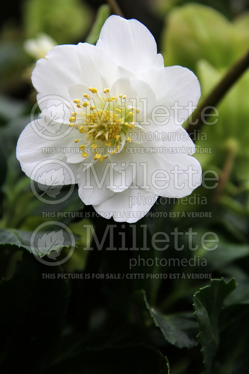 Helleborus Snow Frills (Lenten Rose) 1