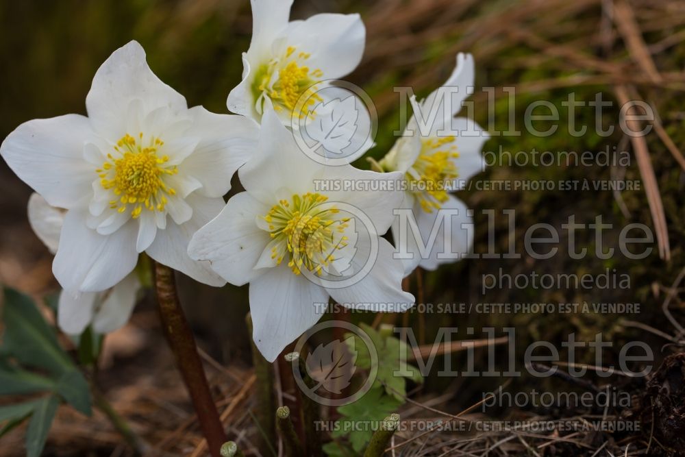 Helleborus Winter Dream Double Fantasy (Lenten Rose) 1