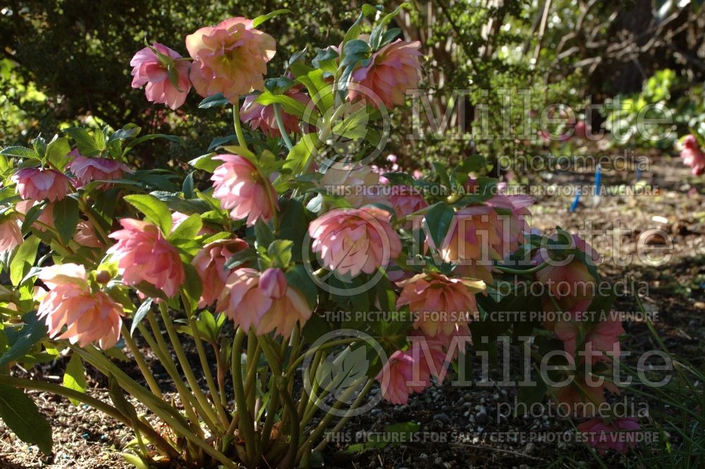 Helleborus Heronswood Double (Lenten Rose) 1 