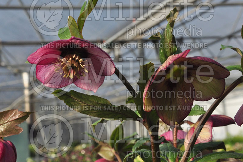 Helleborus Red Picotee (Lenten Rose) 1 