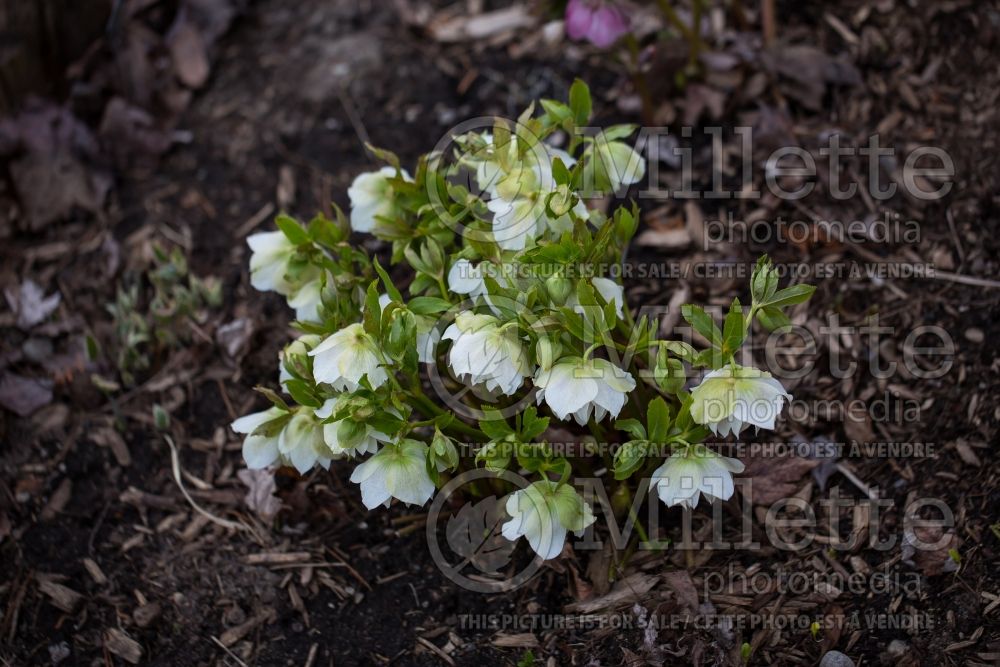 Helleborus Swirling Skirts aka Swirlin’ Skirts (Lenten Rose) 4