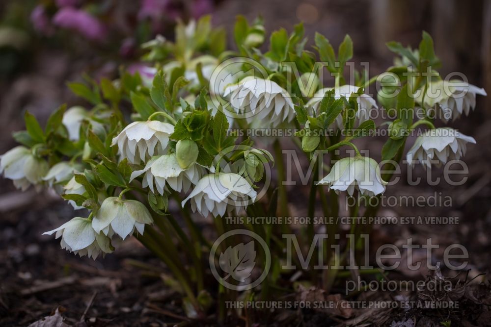 Helleborus Swirling Skirts aka Swirlin’ Skirts (Lenten Rose) 3